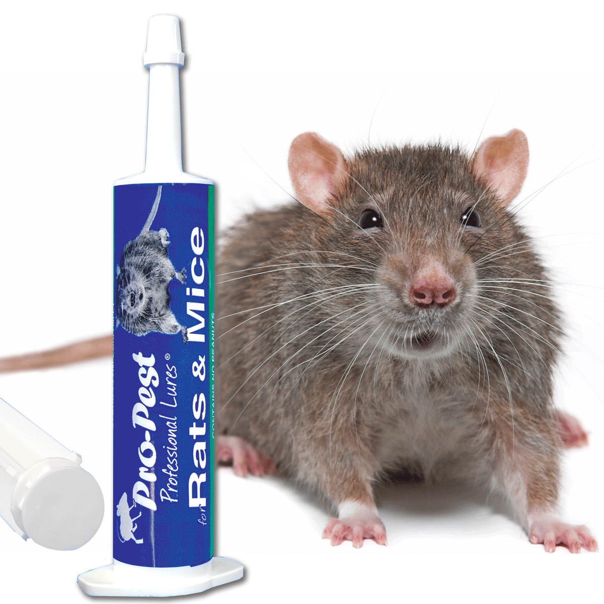 Best Mouse Trap Bait - Paragon Pest Management